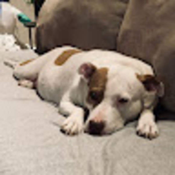 Meet your Posher, Gavin - Picture 1 of 1